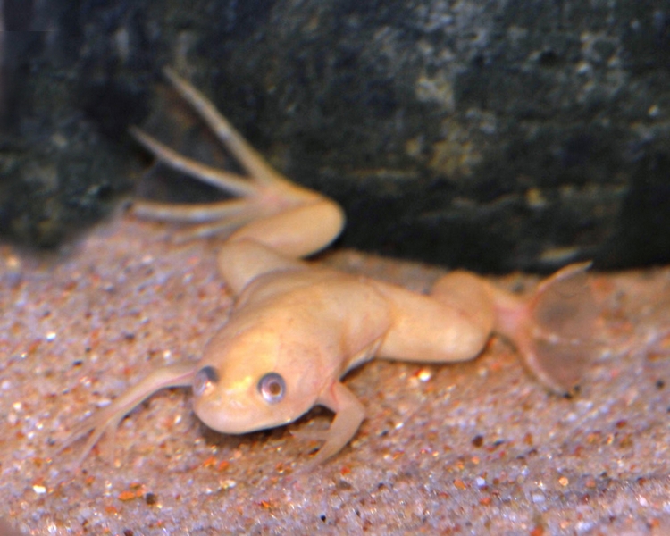 Albino African Clawed Frog ~ 4-5cm